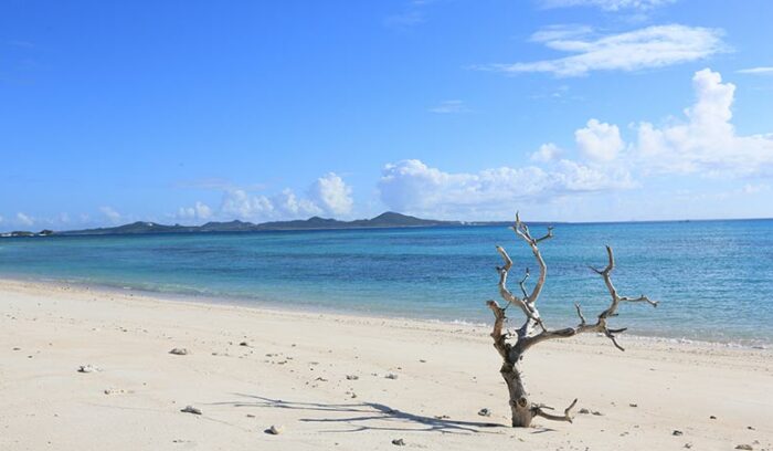 沖縄の魅力を伝える味づくり新たなおみやげ需要に向き合う食の担い手たち