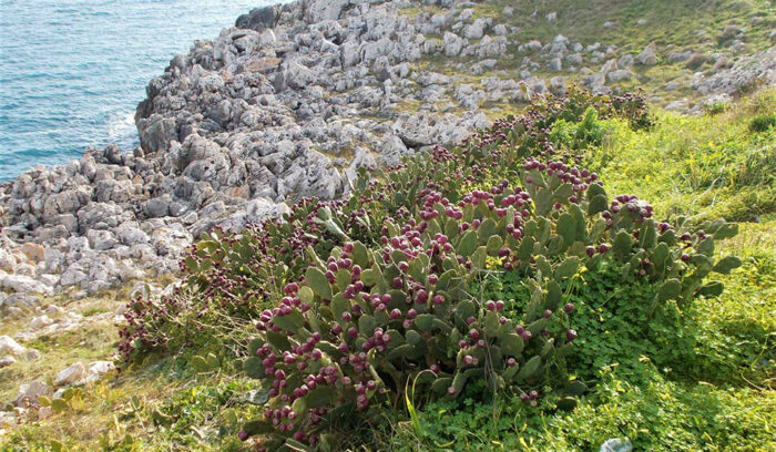 vol.40　プーリア州サボテン生産者