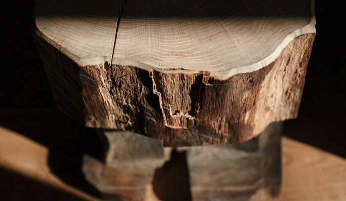 vol.1 「古木」を巡る 時を越えた、人との繋がり