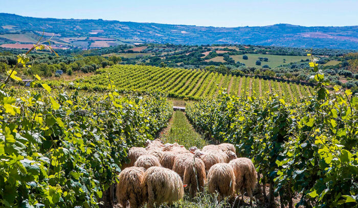 vol.30　サルデーニャ州ジェルジェイのワイン生産者