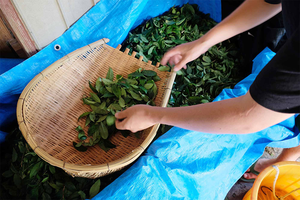 ２．選別 大きな枝や実などを取り除き、できるだけ茶葉のみに選別する。この後の工程でも随時見つかったら取り除く。