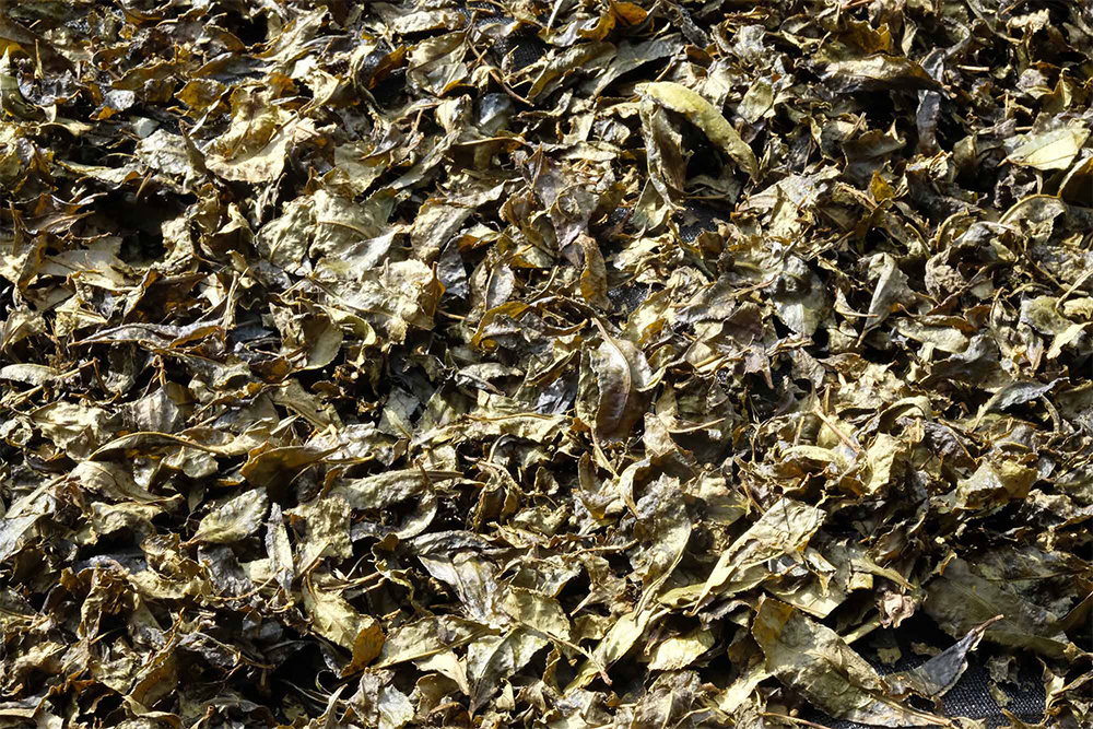 ７．天日干し 晴天の日、早朝からむしろ（藁で編んだ敷物）の上に茶葉を広げ、乾燥させる。茶葉は木桶の中でミルフィーユ状に重なっているので、それをほぐしてからむしろへ。表裏を返しながら天日で２日間干す。