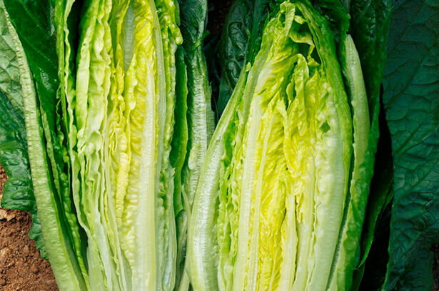 日本生まれの「ロマリア」を知っていますか？