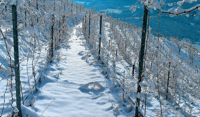 vol.35　Valle d’Aosta: Vino  “Chambave Muscat”