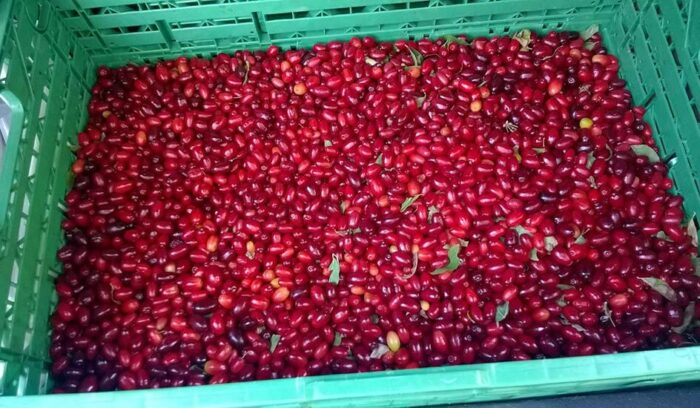 vol.8　ヴェネト州ヴィチェンツァのサンシュユ（山茱萸）の実