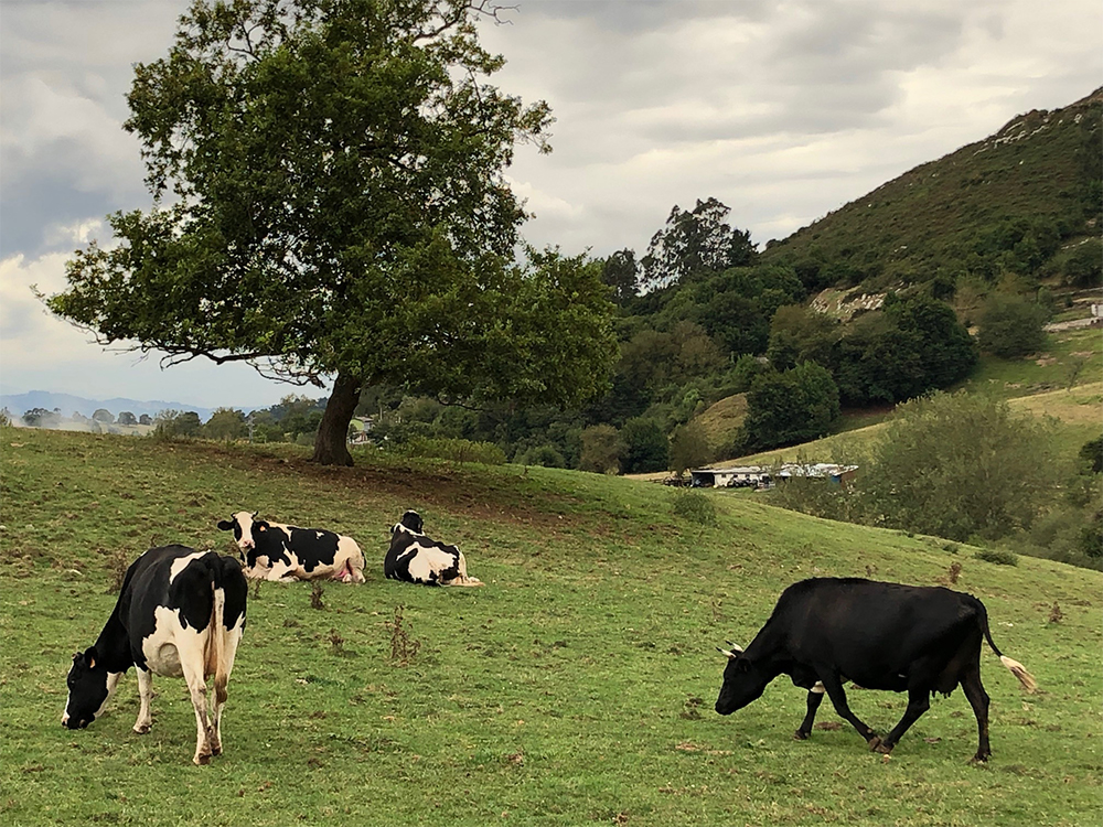 アストゥリアス州は、年間120日前後は雨が降る。州内は緑濃い景色が広がる。