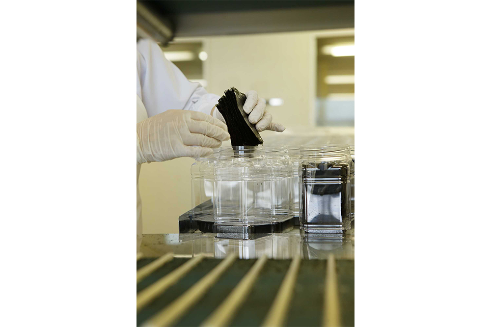 初回摘みの海苔はやわらかく割れやすいため、人の手で詰められる。