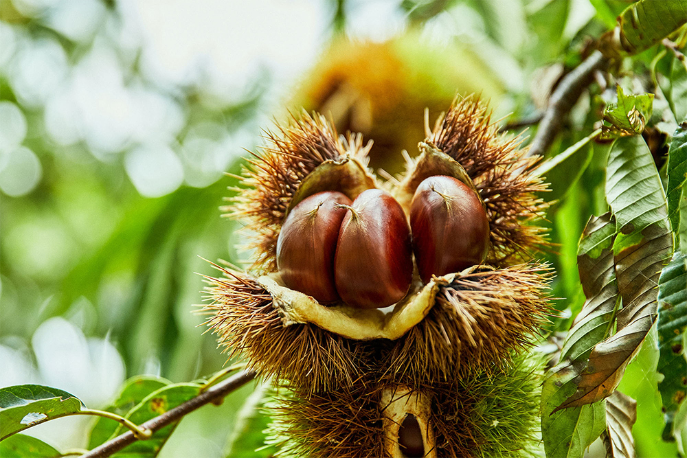 ぷっくり艶やかな栗の実。國谷さんは中生の筑波と銀寄、晩生の石鎚を主に栽培。