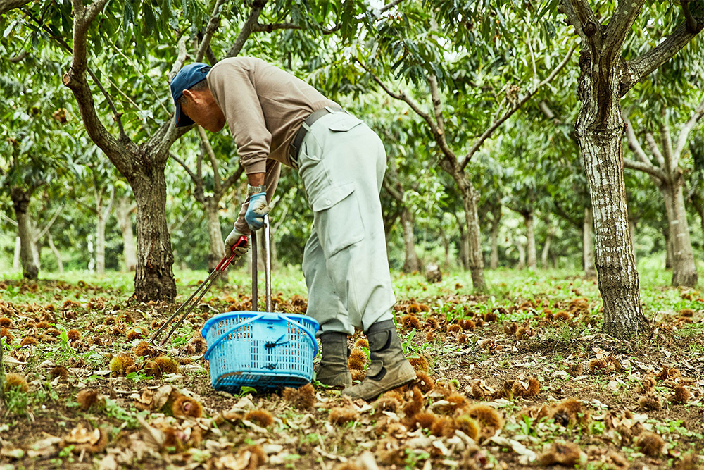 機械が使えず、手作業での収穫は重労働。午前と午後の２回に分けて夫婦２人で栗を拾う。