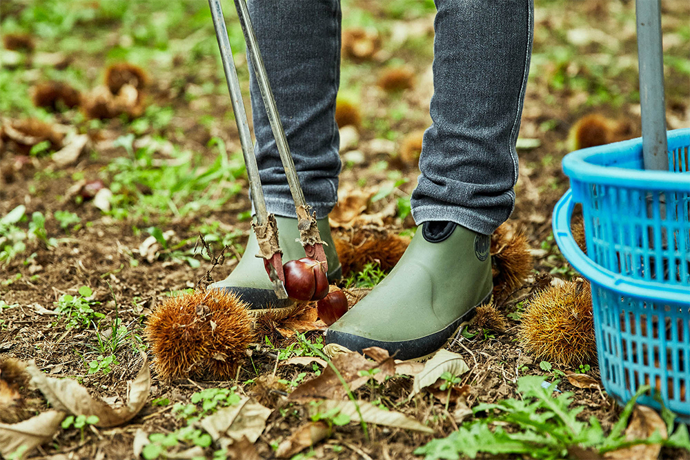 毬が割れて落ちたら、熟した印。毬を長靴で踏み、長いトングで実を取り出す。