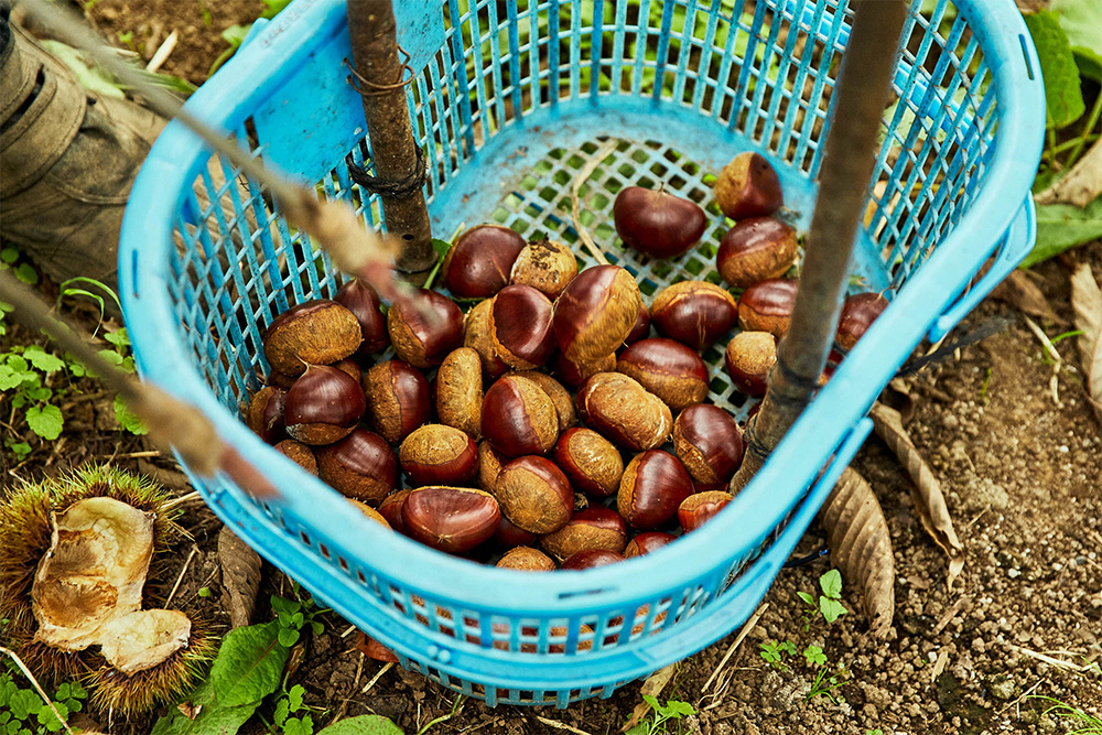 一つの品種で収穫のピークは１週間程度。毎日拾って鮮度のいいものを出荷する。