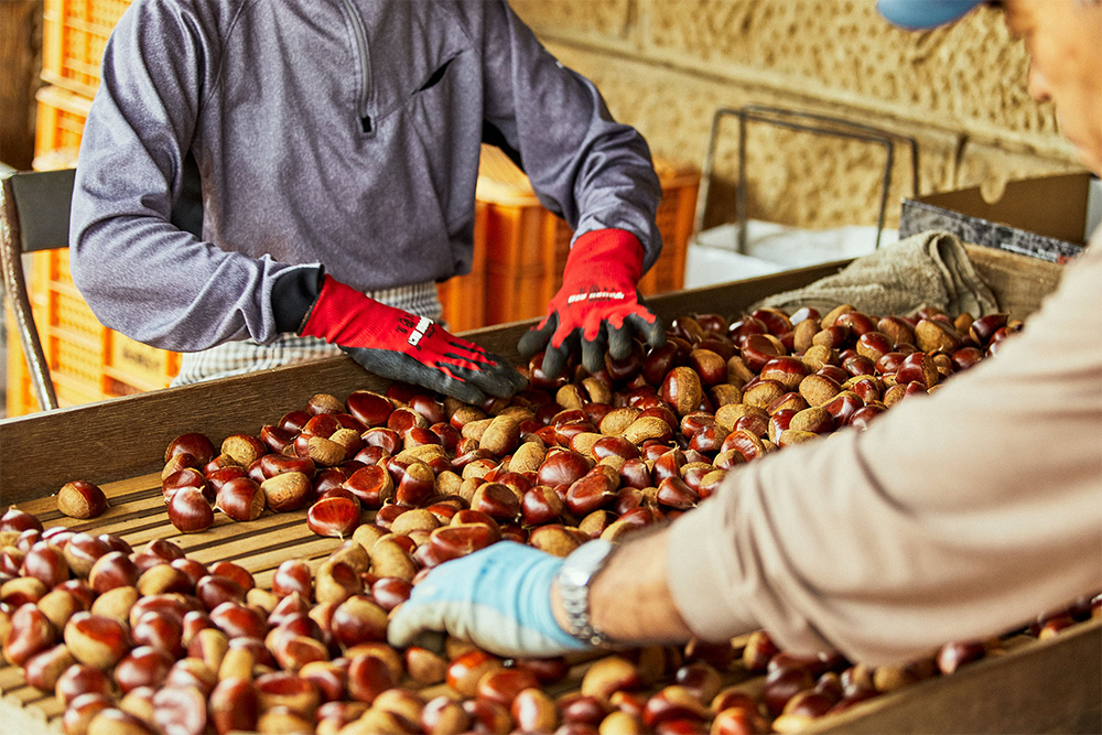 自宅での選果作業は、栗の品質を守り、産地の価値を高める重要な仕事。