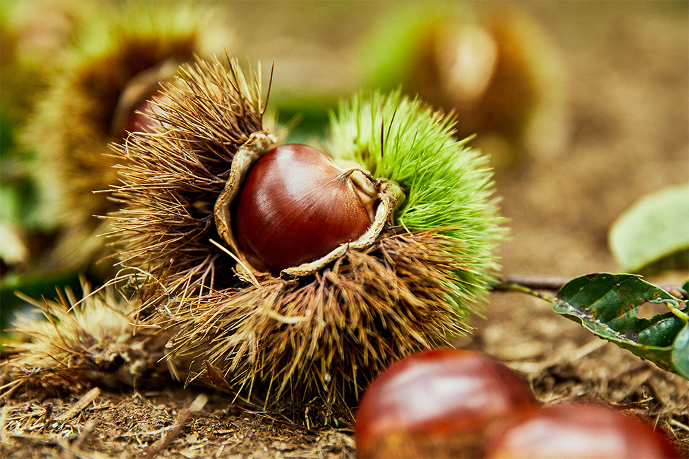 一つの毬に、ぷっくり大きな一つの実。それが、飯沼栗が目標とする「一毬一果」だ。
