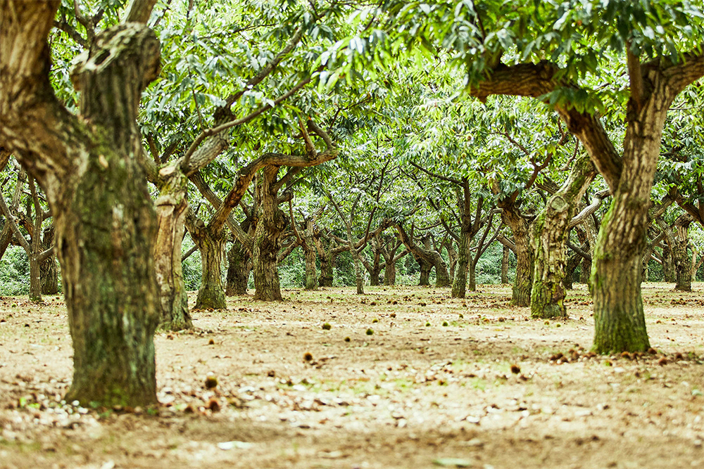 明るく風通しの良い東ヶ崎さんの栗畑。枝を剪定して実る数を減らし、一つひとつの実を大きく育てる。