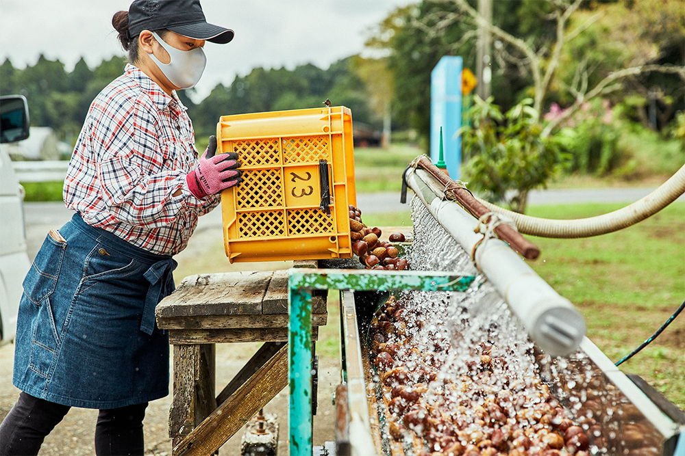 収穫した栗は、組合員が共同で使用する洗浄機にかけ、水洗いする。