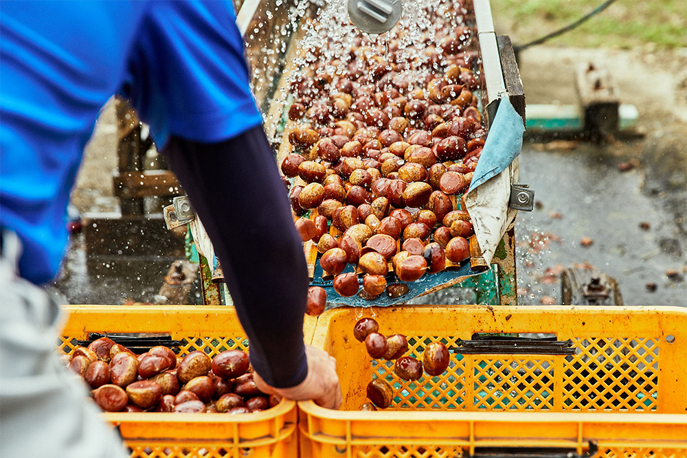 地下水のシャワーを浴びながら、栗が揺すられて竹製の桟の上を滑り降り、洗浄される仕組み。