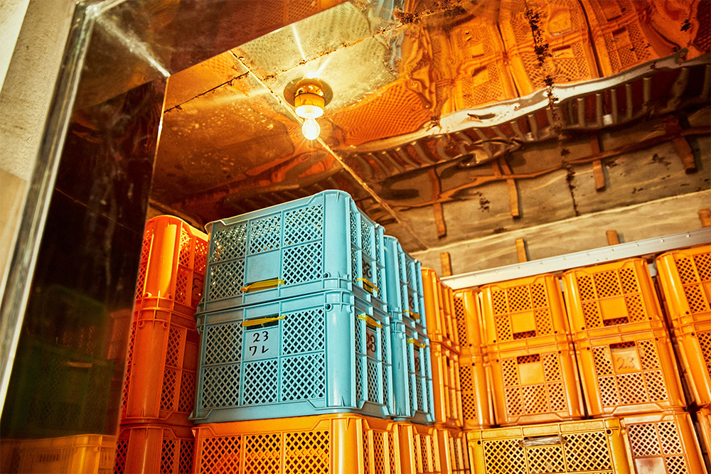 東ヶ崎さんの自宅に設置された冷蔵庫は２台。大きい方は10トンの以上の栗を収納できる。