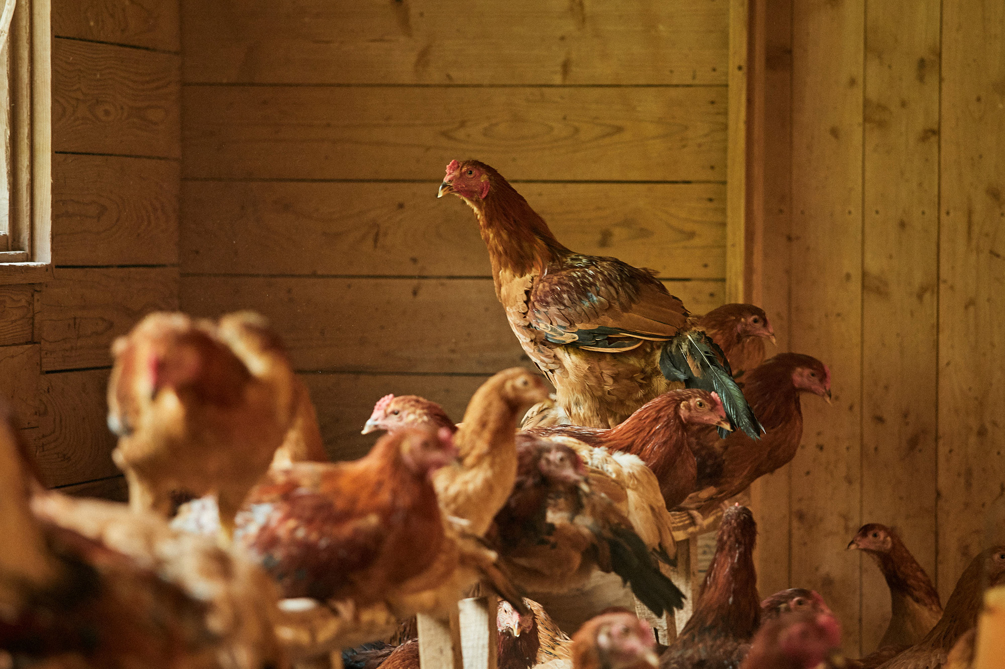 日本［茨城］シェフと考える 風土が伝わる 奥久慈しゃもの食べ方、伝え方2021