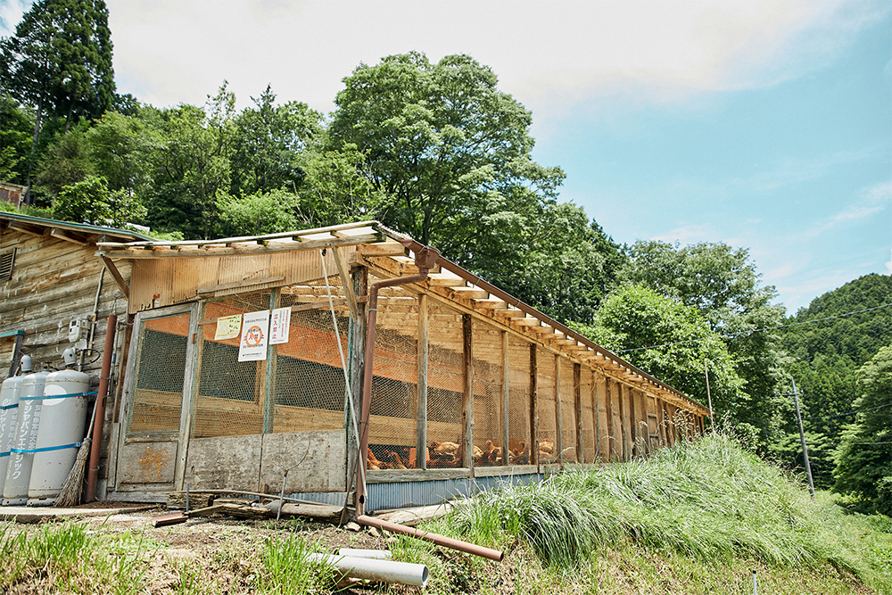急勾配に位置する鶏舎は水はけがよく、地面がすぐ乾燥するため衛生的に保たれる。