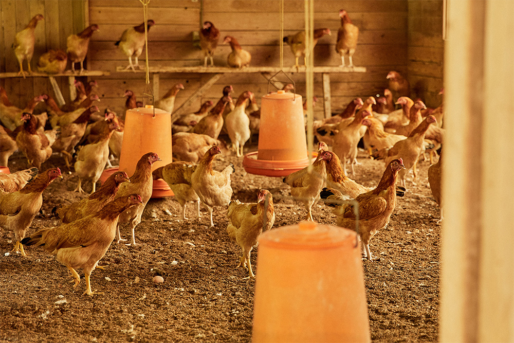 須賀川さんの鶏舎をのぞくと、平飼いのゆったり広いスペースで、しゃも達が気ままに歩き回る。