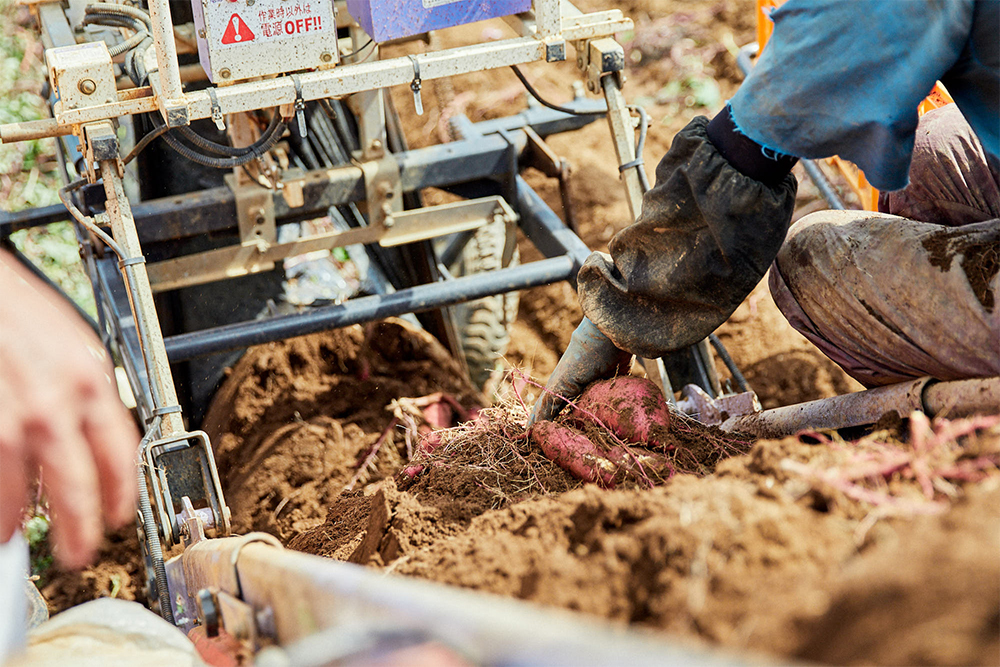 ぷっくりと実った紅優甘が、収穫機で土の中から次々に掘り出される。