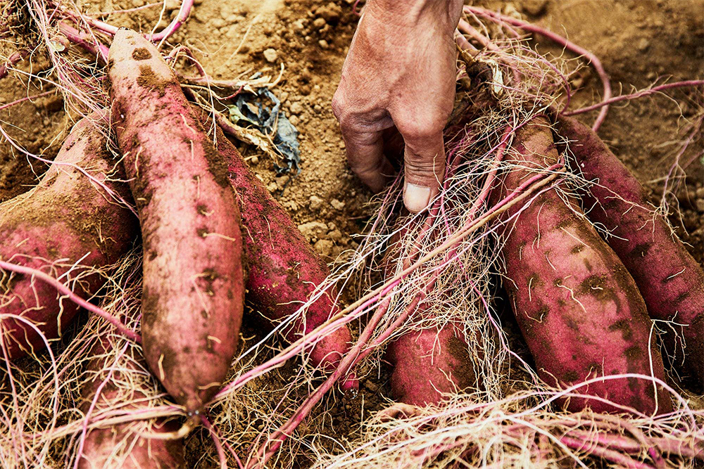 「こんな風に、ひとつの茎から５～６本、大きさと形の揃ったイモができれば最高！」と、髙木さん。