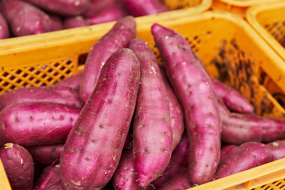 ふっくら、すらりとして皮の色が鮮やかなのは、いいサツマイモの証。