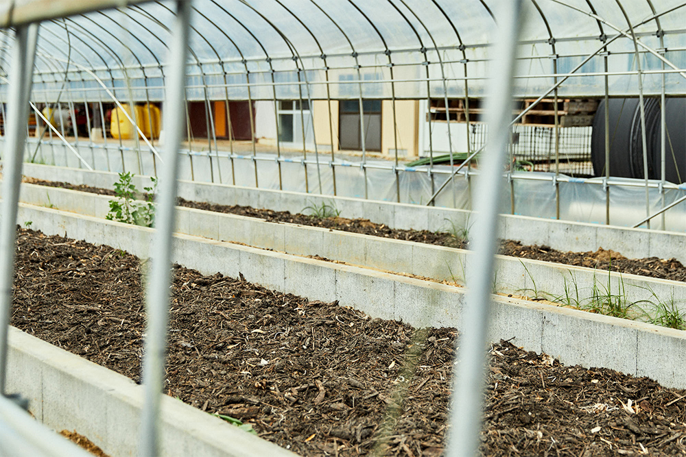 ２月に苗が届いたら、温かさを保った育苗ハウスで増殖し、畑へ。