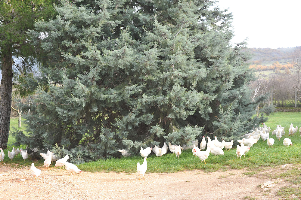 そこは仕事でも人生でも良きカップル、アレッサンドラ・ジェルマーノ（Alessandra Germano：34才）とアントニオ・ビアンコフィオレ（Antonio Biancofiore：36才）が築いた王国だ。