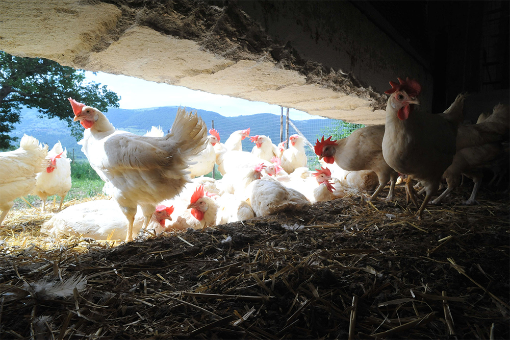 鶏も人間も、自然の中であるがままに