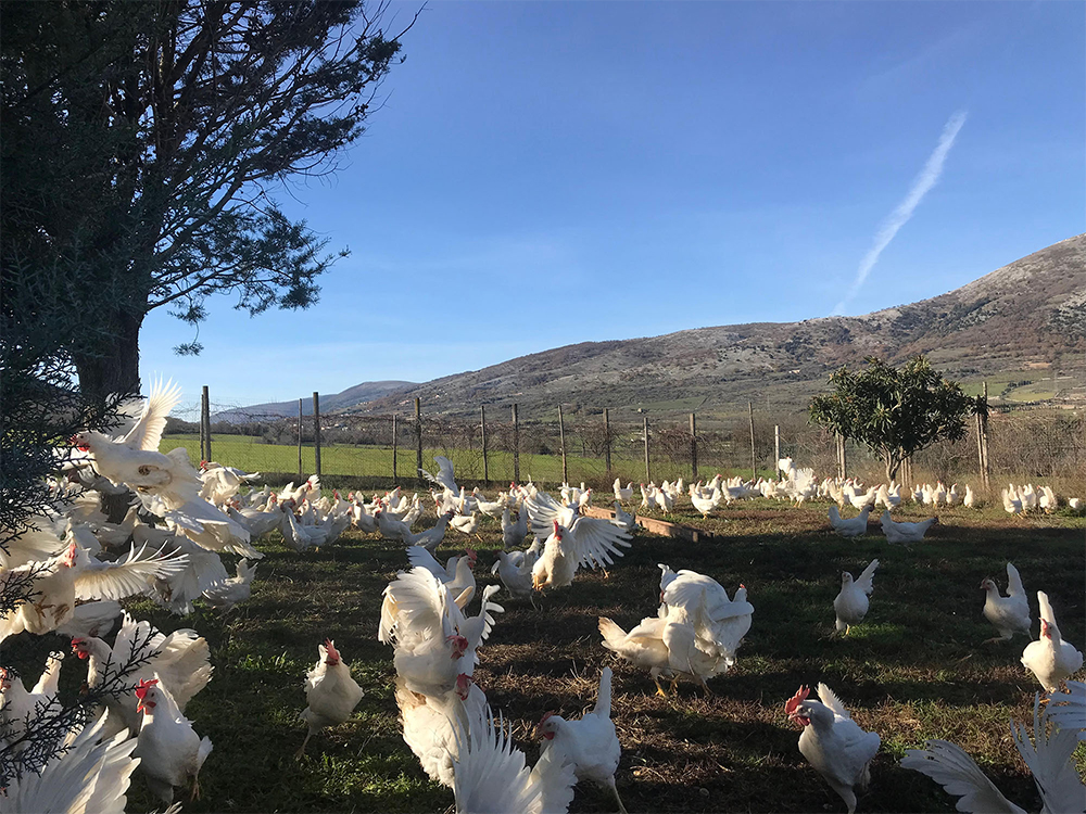 飼料には地元で栽培されたトウモロコシ、軟質小麦、大麦、カラスムギ、そら豆の一種のファヴィーノ、モロコシなどを消化促進のために刻んで与えている。