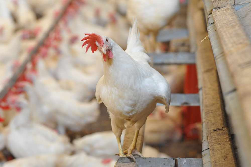 「品種についてですが・・・（と、アレッサンドラ）白いリヴォルネーゼ種は、結構粗野で聞き分けのない子たちなんですが、たんぱく質の構成がより複雑で殻が薄く、パスティッチェリアで使うのに適した卵を産んでくれます。