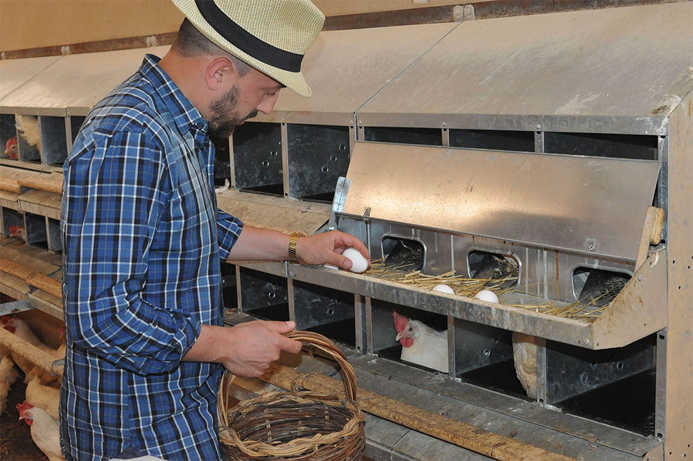 私たちのニワトリは、足で引っ掻いたり、つついたり、シンプルな方法で幸せだよと僕たちに伝えてくれる、これを私たちは偽りのない自然の呼び声と受け止めています。