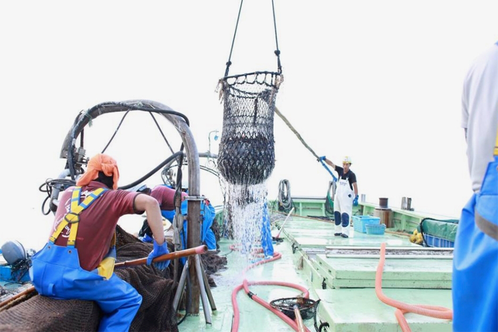 港で漁師さんたちの水揚げと仕分けの手伝い。海では漁師が先生になる。