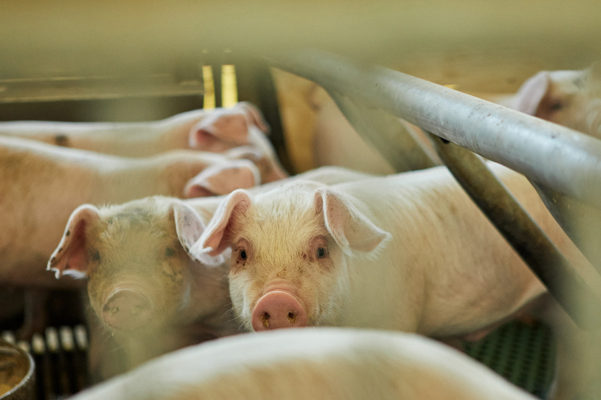 茨城の風土が伝わる、銘柄豚「常陸の輝き」の食べ方、伝え方　2021