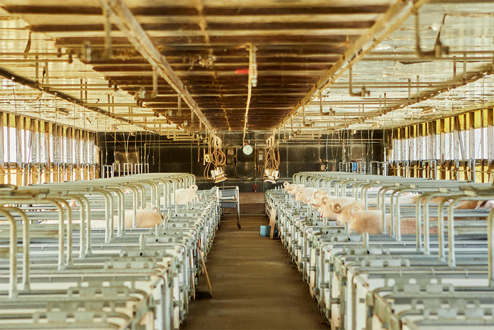 豚舎は、豚の成長過程に合わせて空調の管理をする。