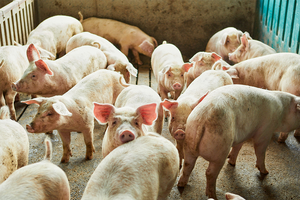 子豚の胴体の長さや肉付きで、その後の成長具合を予測できる、と武熊さん。
