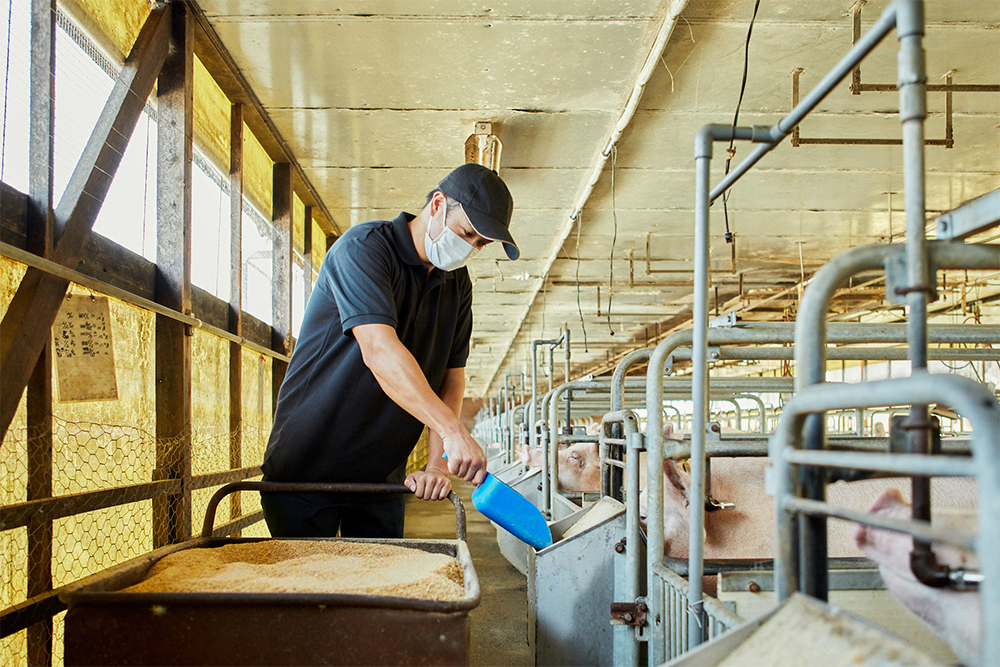 母豚に餌を与える３代目の武熊真史さん。