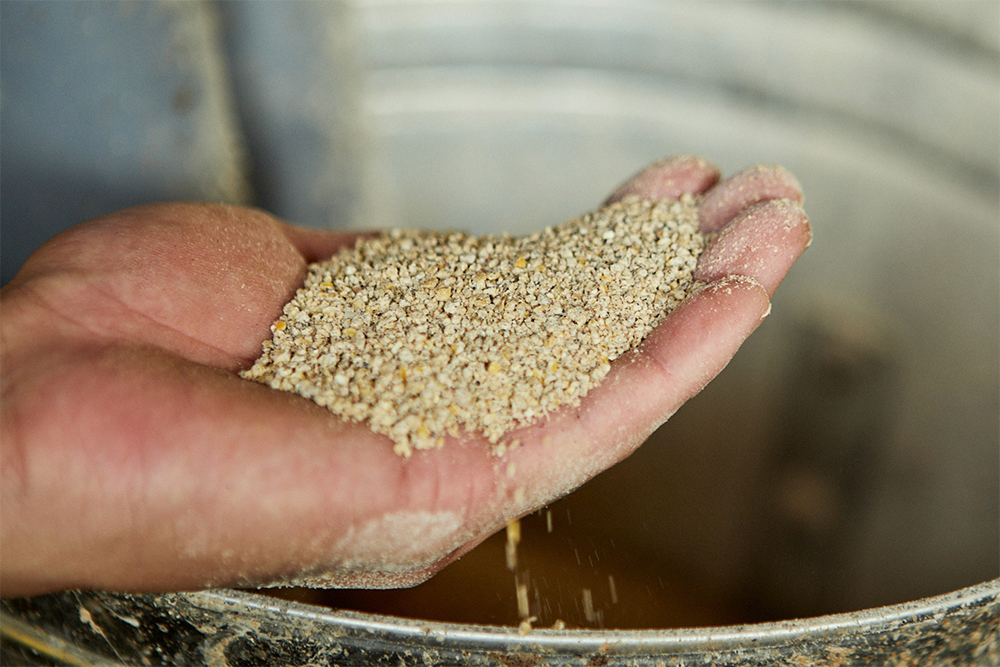 肥育後期、 出荷前55 日以上は 「常陸の輝き専用飼料」 を与える。脂の締まりがぐっと良くなる。