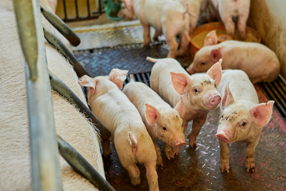 生後間もない子豚は母豚と同じゲージで過ごす。１度の分娩で約10頭の子豚が生まれる。