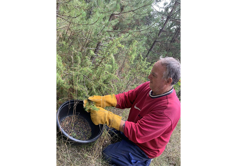 （2021年９月鹿山さんのFacebookより）ジュニパーベリーの収穫風景。自生している木から実を収穫し、収入を得る。