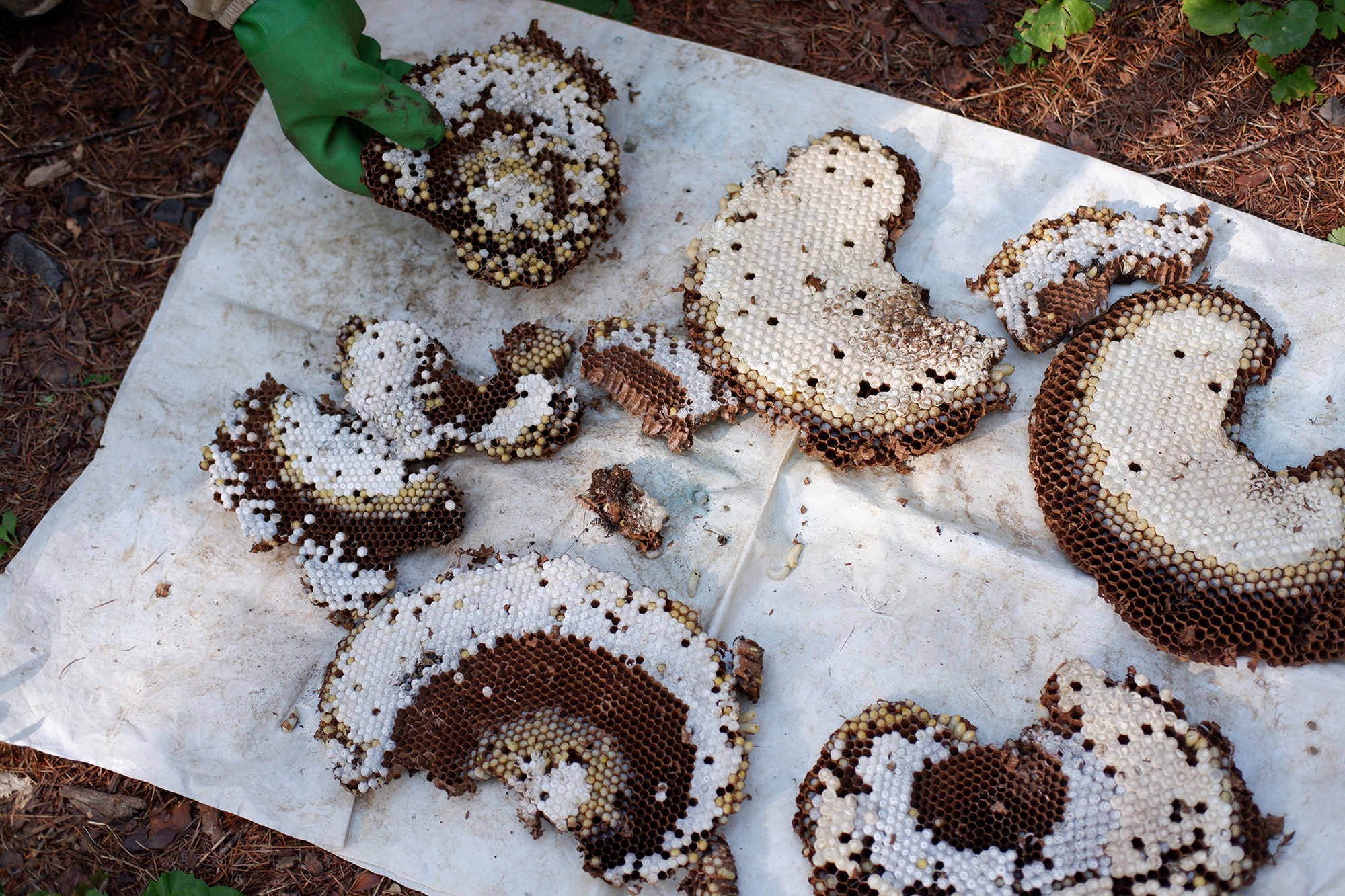 サバイバルレシピ06 長野・伊那【蜂の子】 古くて新しい、世界が注目するサステナブル食材