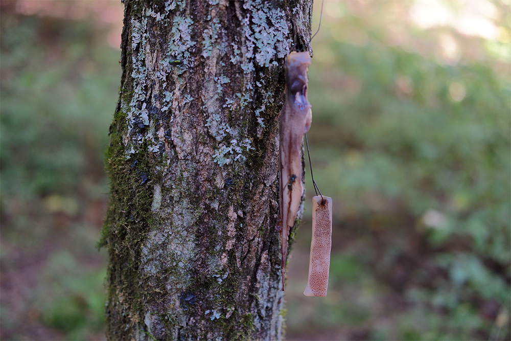 幹につけたイカ。よく見るとすでに１匹やってきている。