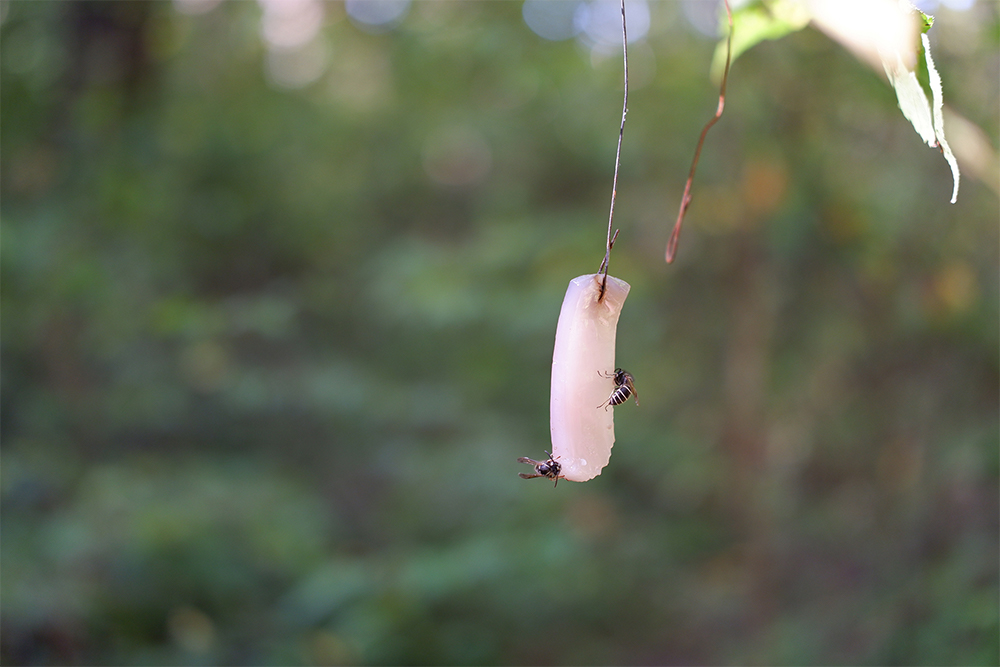 イカにとまっている「スガレ」（シダクロスズメバチ）。その場では食べず、子育てのためすべて巣へ持ち帰るのだとか。