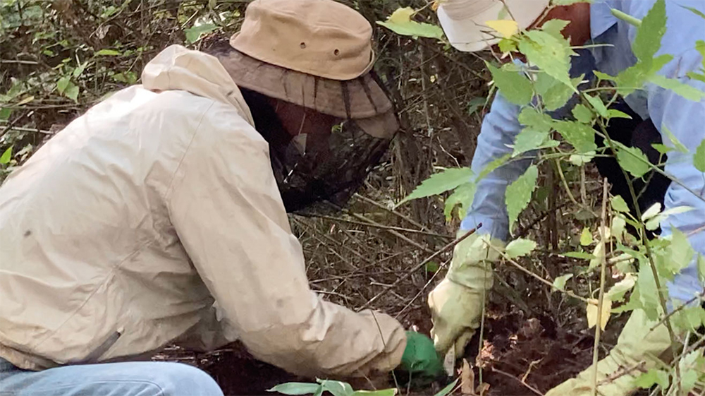 煙幕を焚き、ハチの活動を鈍らせてから土中にある巣を掘り出す。もちろん刺される危険もあり、もっとも緊張する時間だ。