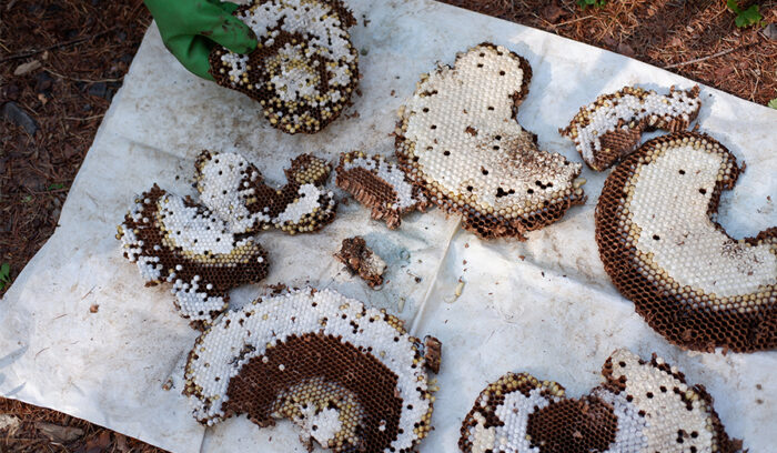 古くて新しい、世界が注目するサステナブル食材