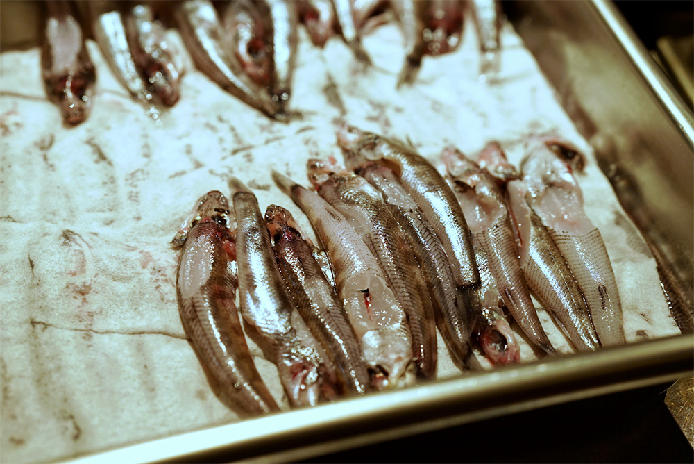 福島県産のメヒカリは粗脂肪が高いのが特長