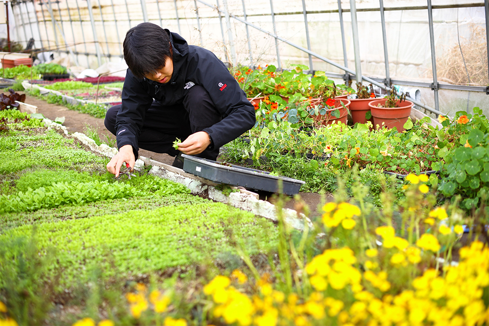 「野菜の苗を育てるハウスの空いている時期を使って、数年前からマイクロリーフを育てはじめ、今はいろんな種類を試しています」。育てる季節は、温度が上がりすぎる夏以外。寒い時期は地面の下に電熱を通し、苗が育ちやすい20〜25℃の適温を保つ。