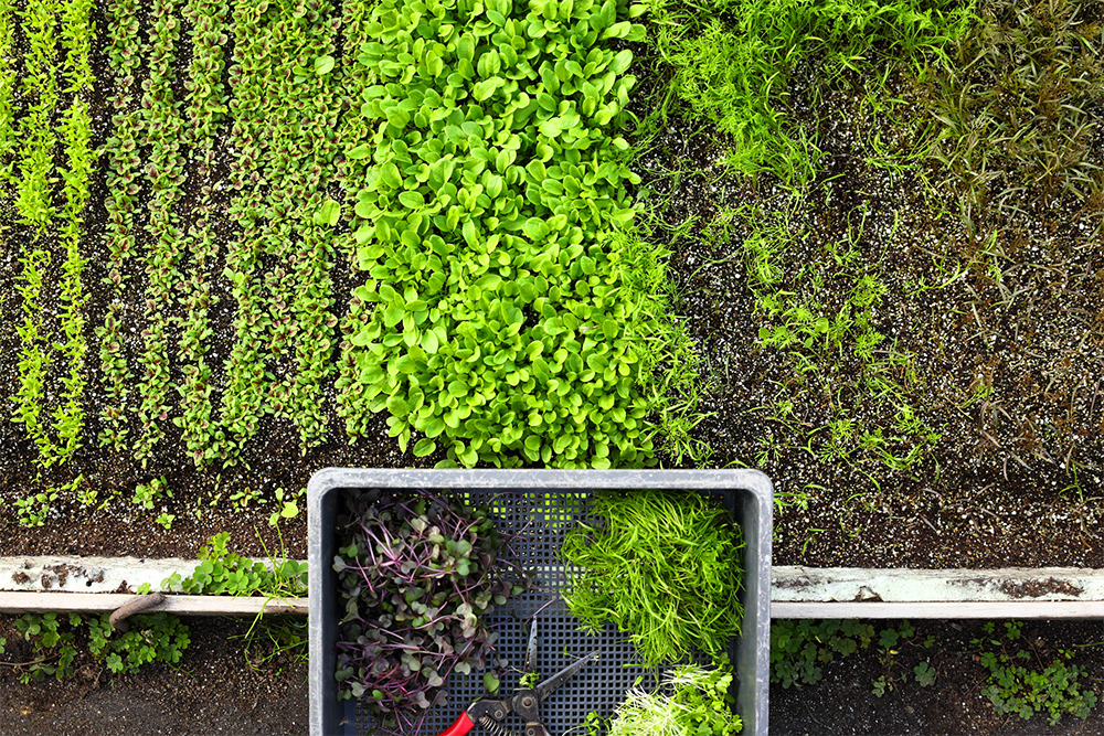 セロリは緑と白、フェンネルも緑とブロンズフェンネル、微妙な香りや味のニュアンスの違いなどを豊富にそろえ、シェフの選択肢を広げる。