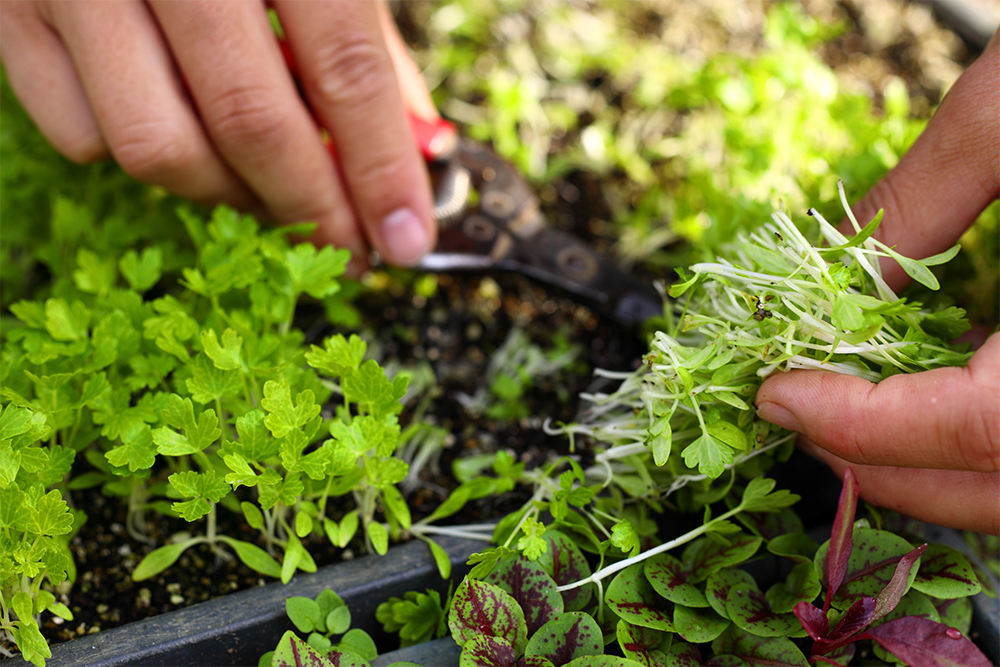 左はイタリアンセロリ、右側の軸が白いものがホワイトセロリ。